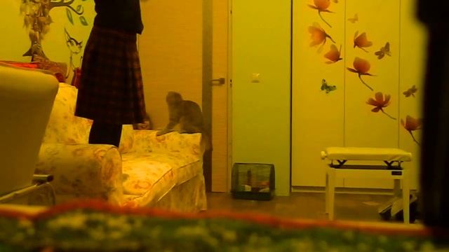 Самые прикольные приколы 1 выпуск смотреть онлайн
