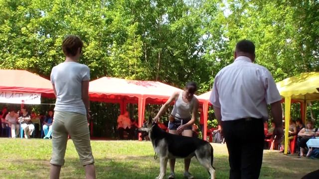 Больше статей и видео на allbestdog.ru смотреть онлайн