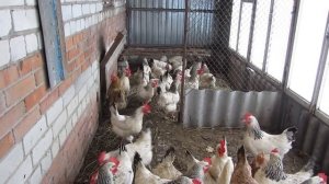 Держим только одну из самых лучших мясояичных пород курицу-несушку!