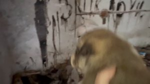 Щенки могли стать добычей крыс в заброшке/Спасли и привезли домой