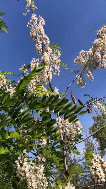 Последнии дни цвета акации #beekeeper смотреть онлайн