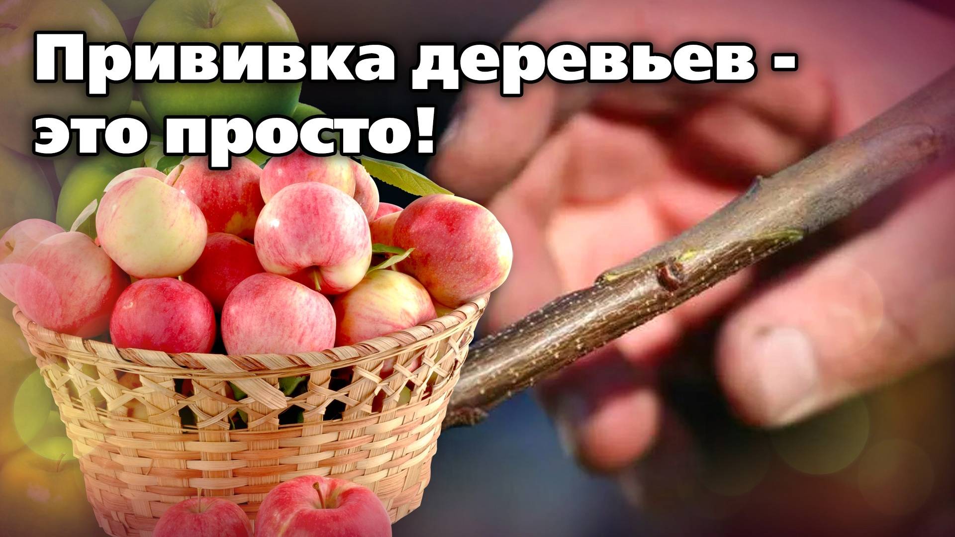 Как прививать деревья в саду. Мастер-класс агронома смотреть онлайн