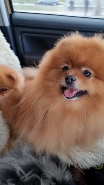 Случайно? #шпиц #pomeranian #spitz #померанскийшпиц #pekingese #dogshow #смешныевидео #собака #dogs смотреть онлайн