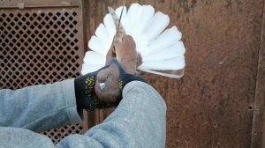 Голуби Лозоватского.10 января 2021г.