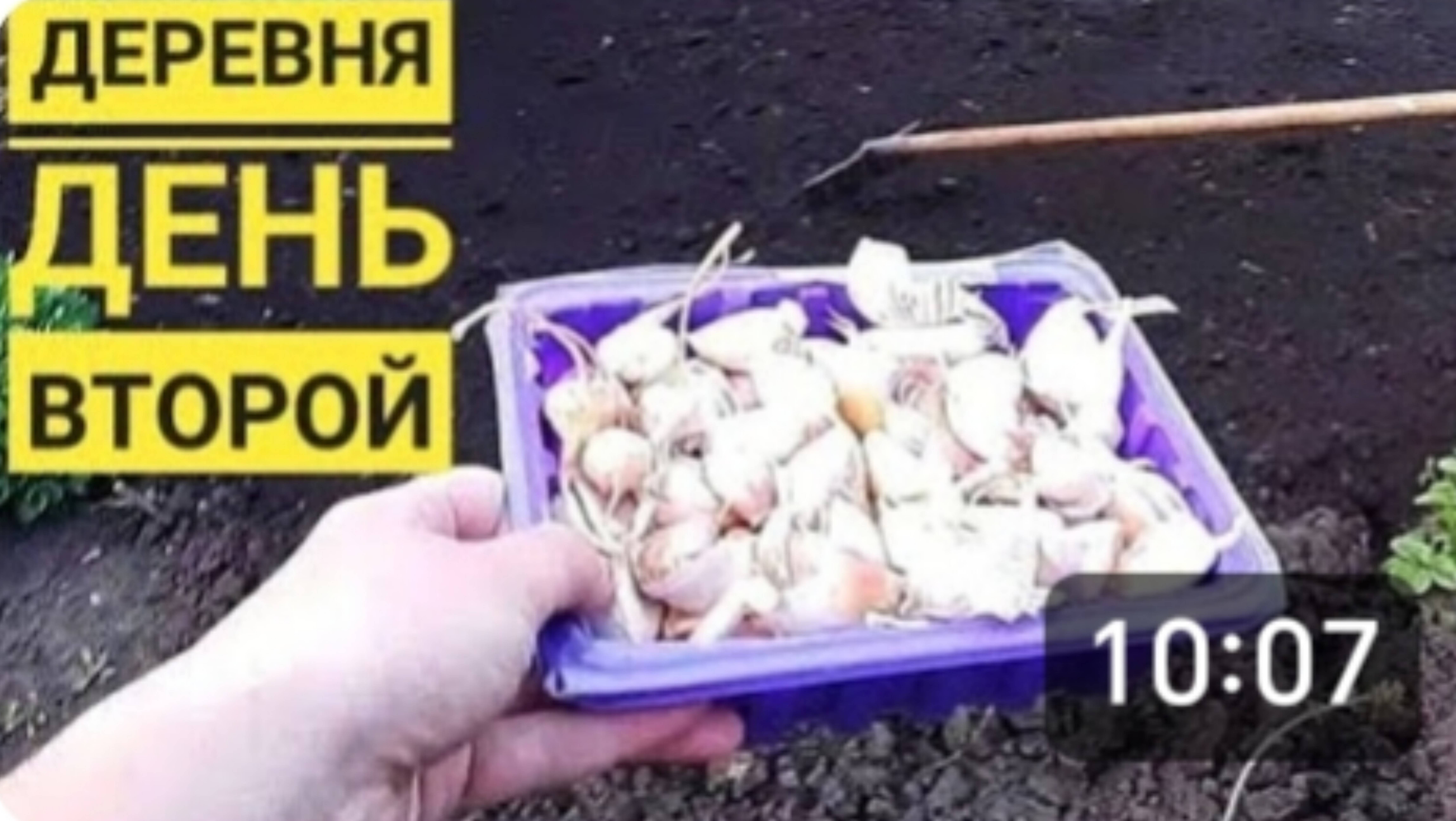 ДЕРЕВНЯ в мае. САЖАЮ ЧЕСНОК. ТРУД, МАЙ, МИР и вечером ШАШЛЫК. Открыли дачный сезон. смотреть онлайн