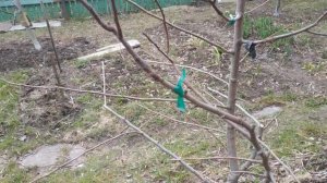 Как заготавливать черенки для прививки.