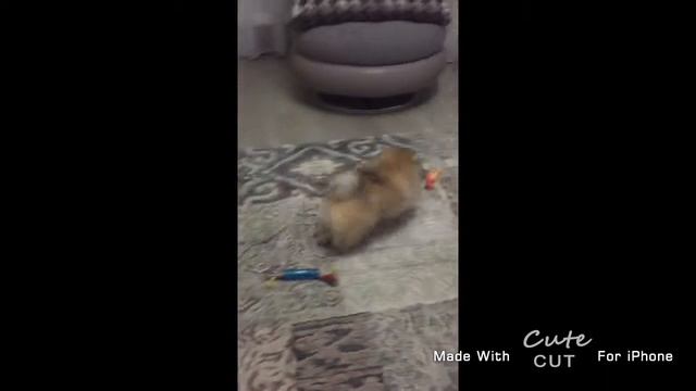 шпЫц- Белкин ( 