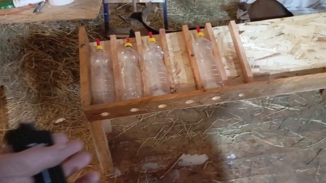 Как мы кормим козлят.