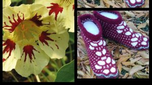 62.МК # НАСТУРЦИЯ "# ТАПОЧКИ-СЛЕДОЧКИ С ВЕЕРАМИ#НА ДВУХ СПИЦАХ БЕЗ ШВОВ #