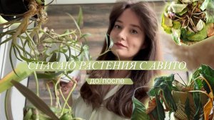 Спасаю растения с Авито || до и после | выхаживаю и расставляю в интерьере