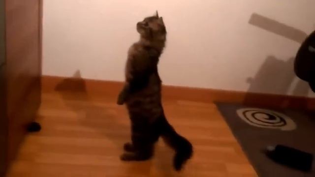 Прикол кот смотрит телевизор смотреть онлайн