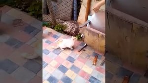 Издевательство над котом
