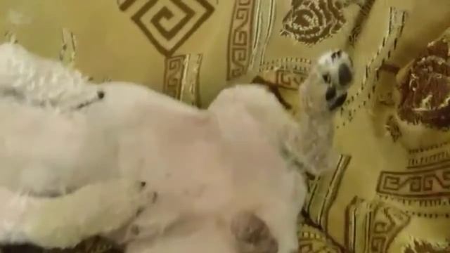 Максик отдыхает😂,он устал❤🐶.Пудель Макс Приколы💞 смотреть онлайн