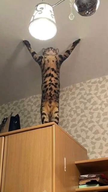 Натяжной потолок, ногти острые 🤣 смотреть онлайн