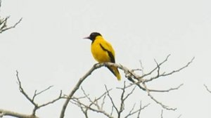 Инструкция по выживанию - Знает иволга.