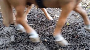 шляйх сериал "дикий конь" серия 3