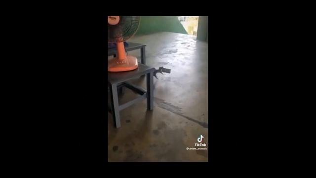 Лучшие новые приколы тик ток 2022-Попробуй не засмеяться смотреть онлайн