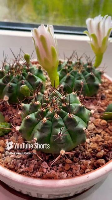 Кактус цветет #цветы #flowers #nature #live #love