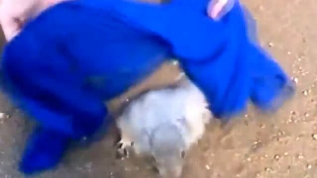 Прикольный хомяк ! смотреть онлайн