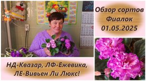 Обзор сортов Фиалок 01.05.2025. НД-Квазар, ЛФ-Ежевика, ЛЕ-Вивьен Ли Люкс!