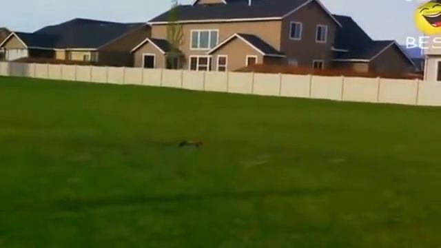 Чак Норис) ПРИКОЛЫ смотреть онлайн