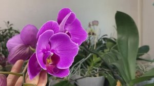 ЦВТЕНИЕ ОРХИДЕЙ 2025 №4 и НОВИНКИ в моей коллекции!!!