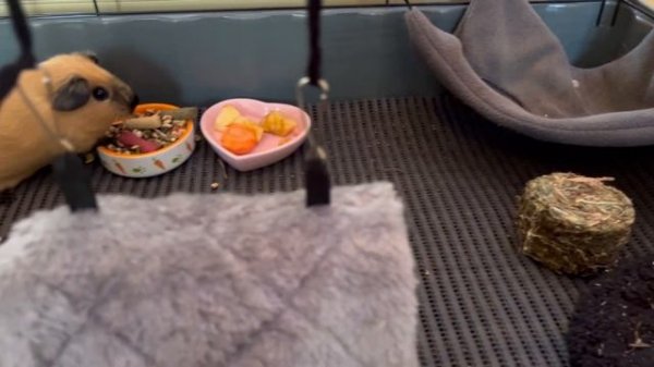 Как обустроить клетку морской свинке?