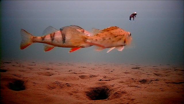 Когда не клюёт смотреть онлайн