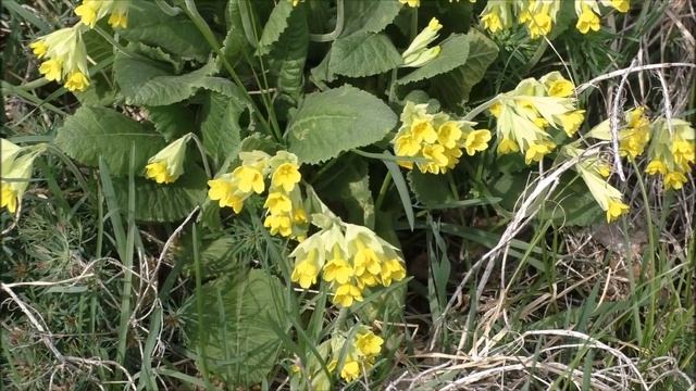 Цветущий май(весенняя мозаика)🌹🌸🌺 смотреть онлайн