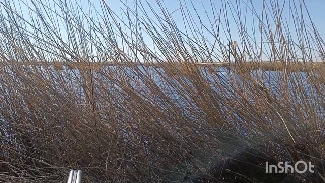 Осенняя охота на утку в Алтайском крае.. Лайка подаёт утку.
Охота на утку с лайкой. смотреть онлайн