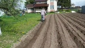 Сажаю картошку под плуг мотоблоком, это просто и легко!