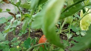 Томати сорту Цифомандра та Де Борао  радують урожаєм.