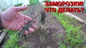 ЗАМОРОЗКИ В МАЕ. ПОСЛЕДСТВИЯ. КАК ЗАЩИТИТЬ ТОМАТЫ_ ВАЖНЫЕ МОМЕНТЫ ФОРМИРОВКИ.