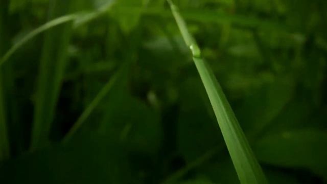 КАК ОБРАЗУЕТСЯ РОСА смотреть онлайн