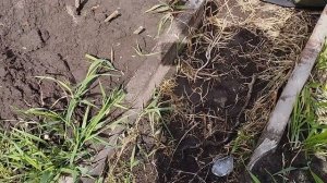 1 Мая саженцы в школке состояние