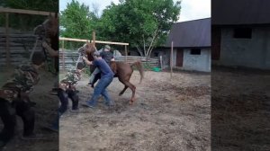 Обучение лошади Арабский скакун Симург#horse #arabianhorse #animal #лошади #рекомендации #втоп #вре