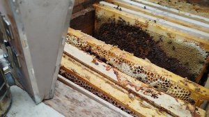 Замедление развития семьи пчëл.