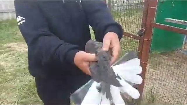 Открытие.своего.голубедрома.первые.привозы.голубей. смотреть онлайн