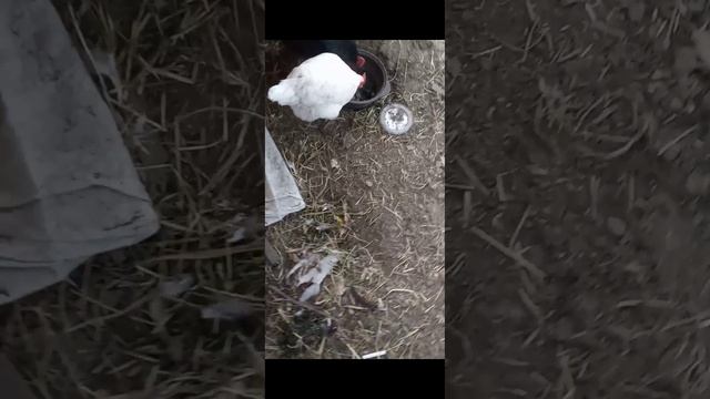 Семечки жареные KAROLINGER смотреть онлайн