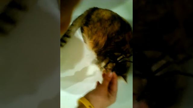 ПРИКОЛ ТИШКА И МУРАВЕЙ смотреть онлайн