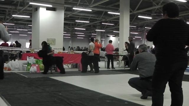 IMGA0230 МОНО, все классы беби, щенки, юниоры, кобели, ветеран смотреть онлайн