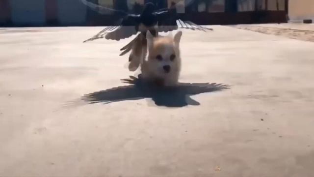 Funny Animals! Прикольные животные!