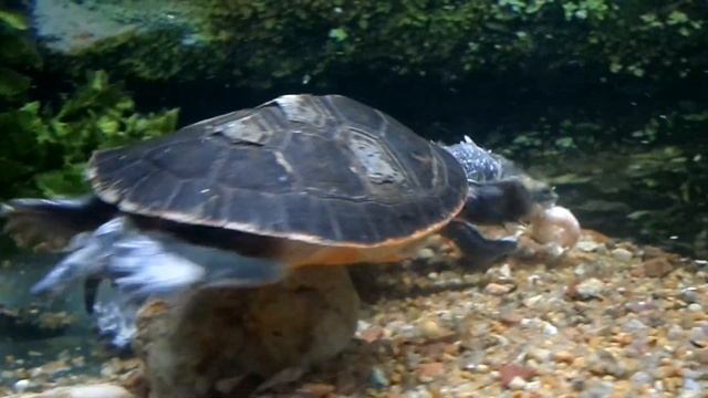 Удивительная выставка Мир черепах 3 смотреть онлайн
