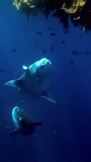 Луна и рыба...это луна-рыба 👌 #дайвинг #дайвингклуб #diving #travel #интересныефакты