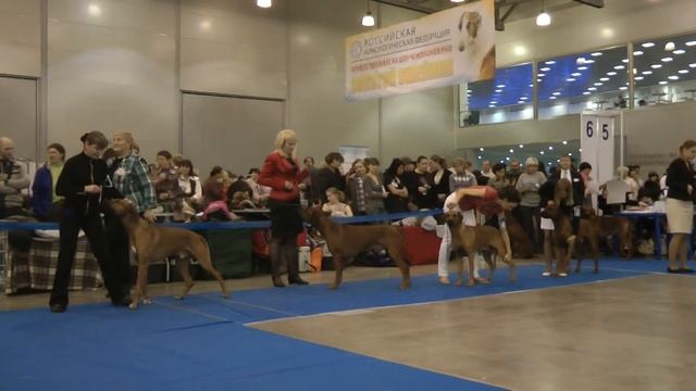 Золотой Ошейник - 2011(Male all) смотреть онлайн