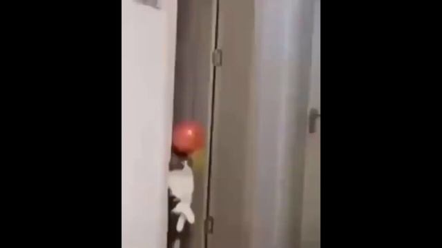 Куки в космосе (прикол ) смотреть онлайн