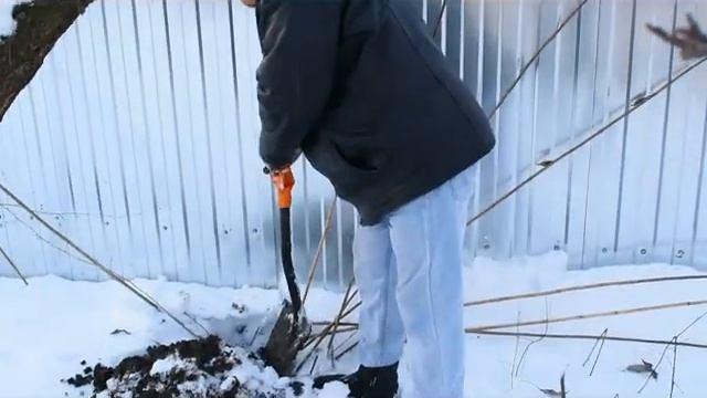 Зимняя уборка топинамбура на Кубани