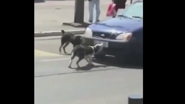 ЛУЧШИЕ ПРИКОЛЫ 14 смотреть онлайн