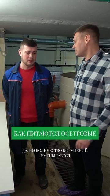 Сколько ест РЫБА на ферме? Вы удивитесь! смотреть онлайн