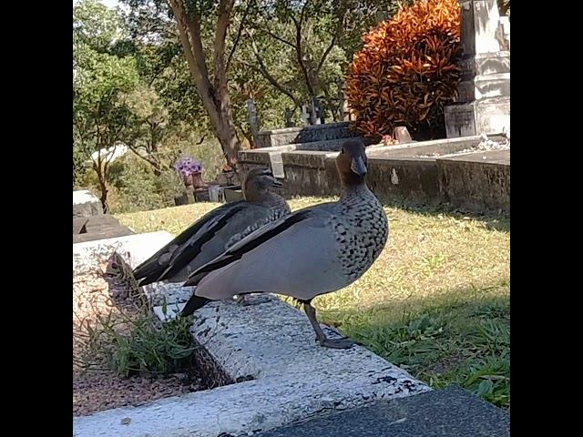 Australian Wood Ducks